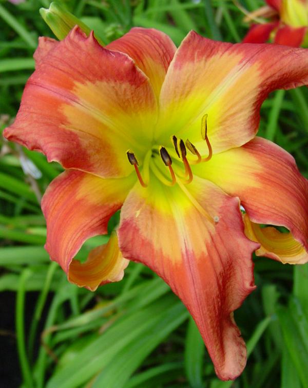 TAHITI SWEETIE (Davisson-J 2010)